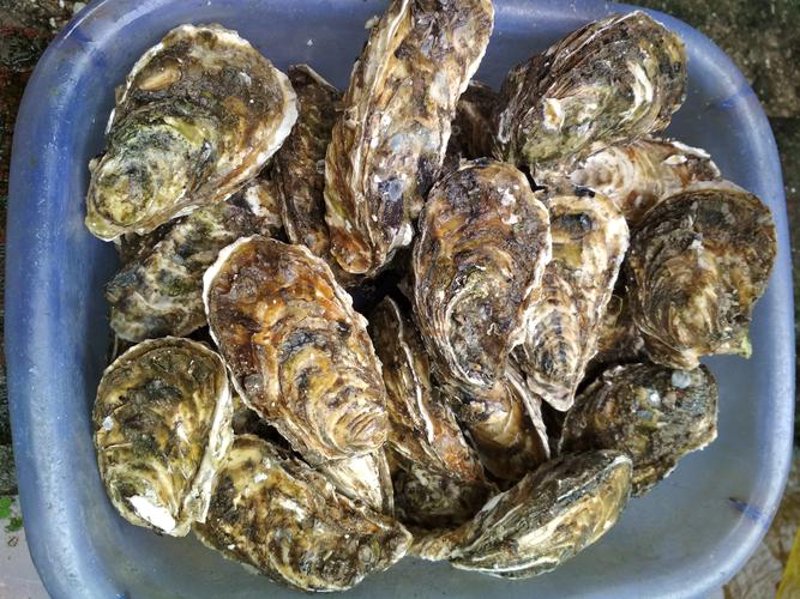 烟台海产：海洋的礼物与城市的骄傲