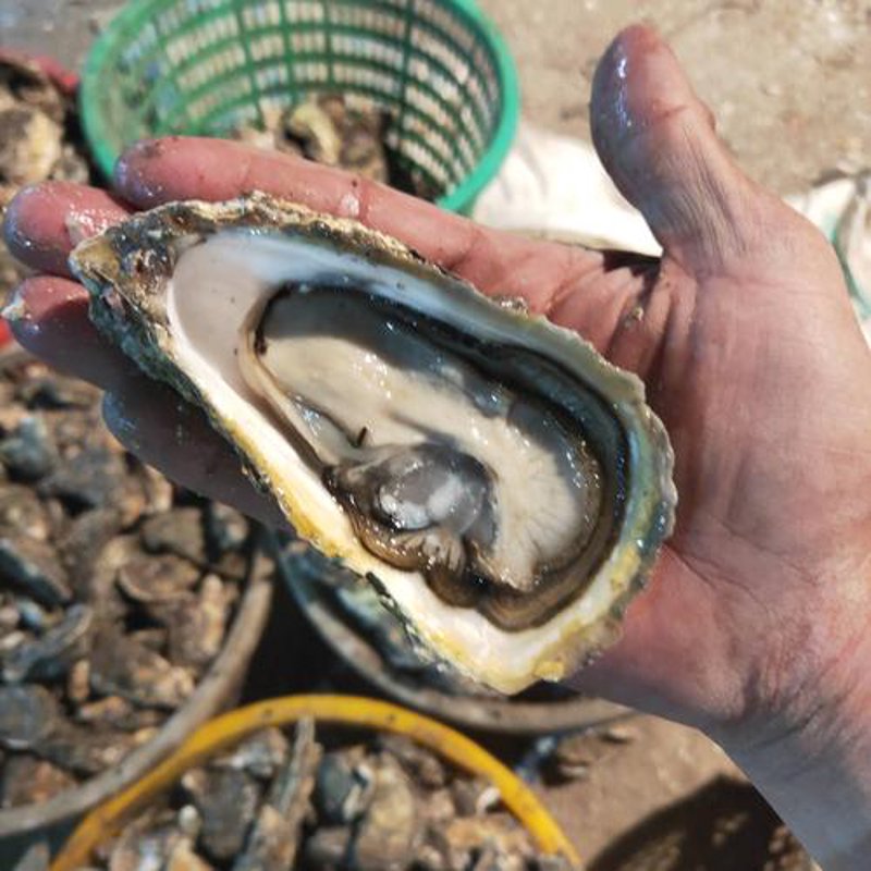 生蚝批发
